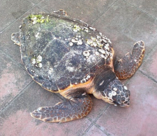 Buone notizie dal Salento per la Caretta caretta