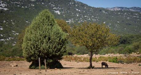 Degustazioni di Sardegna: a Baunei con il Trenino Supramonte