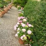 ortensie multicolori come seccare i fiori