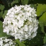 ortensia fiore bianco