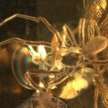 Dolomiti Nell’ambra gli acari più antichi al mondo