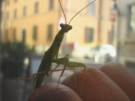 La mantide e l'arpa