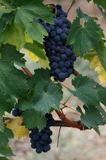 Fatti il vino in casa con le uve dei Nassisi di Melissano del Salento leccese