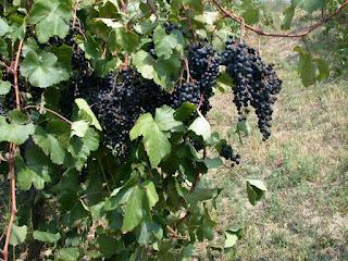 Fatti il vino in casa con le uve dei Nassisi di Melissano del Salento leccese