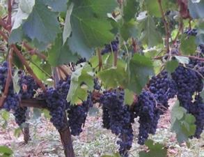 Fatti il vino in casa con le uve dei Nassisi di Melissano del Salento leccese