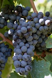 Fatti il vino in casa con le uve dei Nassisi di Melissano del Salento leccese