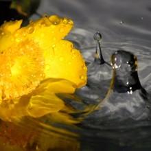 Tragedia a casa dei nonni Bimba è uccisa da un vaso di fiori
