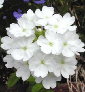 Verbena