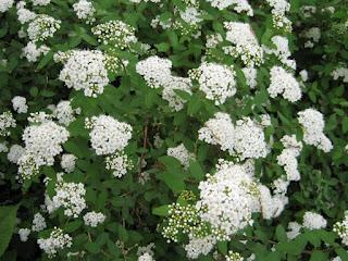 Spirea (Spiraea)