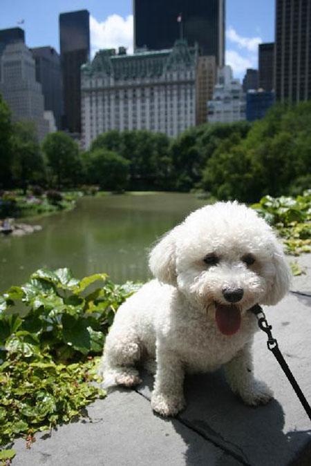 con-cani-al-central-park