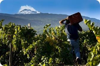 VIGNAIOLI DELL'ETNA VIGNAIOLI DELL'ETNA