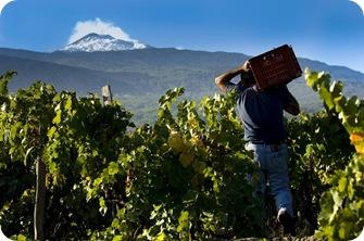 VIGNAIOLI DELL'ETNA