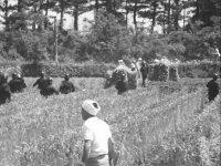 Nihon kaiho sensen Sanrizuka no natsu (日本開放戦線 三里塚の夏,  Summer in Narita)