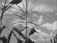 Nihon kaiho sensen Sanrizuka no natsu (日本開放戦線 三里塚の夏,  Summer in Narita)