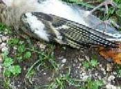 Attività venatoria clima: ritardare ripresa della caccia salvaguardare fauna