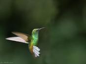 TheTweeter back