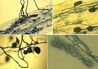 Fungo neutralizza accumulo di anidride carbonica nel terreno