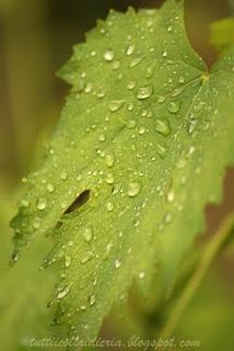 Un paio di scatti a: foglie bagnate