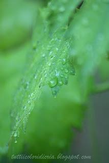 Un paio di scatti a: foglie bagnate