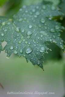 Un paio di scatti a: foglie bagnate
