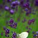 In Hokkaido In the lavender fields 2