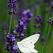 In Hokkaido In the lavender fields