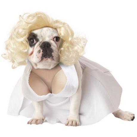 TRASFORMA IL TUO CANE IN MADONNA E LADY GAGA (PER CARITA' NO!)