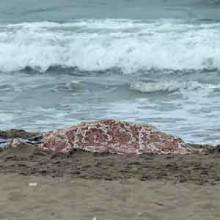 Genova Rinvenuto cadavere in mare Apparterrebbe ad una suora