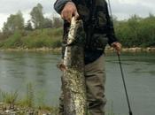 sono siluri Spino d’Adda