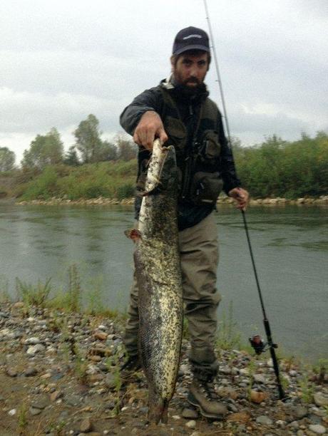 Ci sono siluri a Spino d’Adda ?