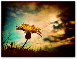 Pensiero posted by Mititica Mihai