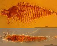 Scoperte le più antiche tracce fossili di artropodi in ambra