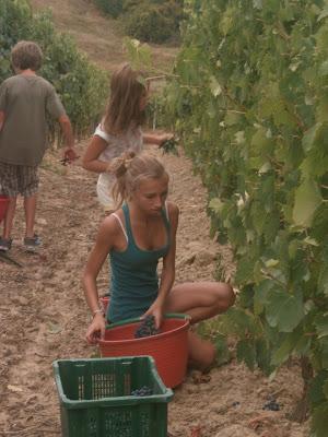 Baby-vendemmia 2012 a Villa Petriolo