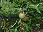 Pomaria 2012