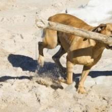 Multa di 1.037 euro perchè tiene il cane Boxer in spiaggia 5 minuti