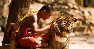 UOMINI E TIGRI POSSONO CONVIVERE