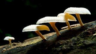 Funghi creano nubi nella foresta amazzonica Funghi creano nubi nella foresta amazzonica