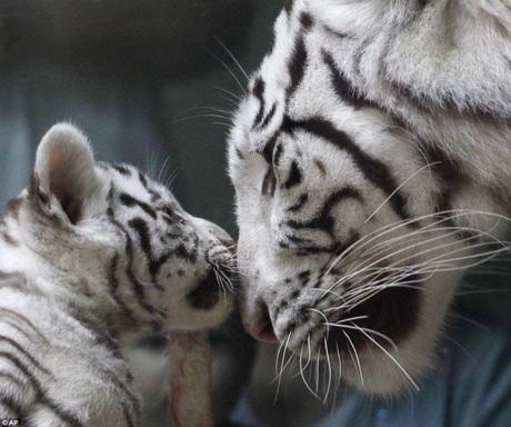 Mother and cub: White Bengal tigers are only born one in every 10,000 so triplets born to mother Surya Bara at in a Czech Republic zoo are a cute, black and white miracle