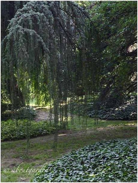 giardino di Villa Genova