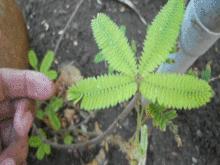 Mimosa Pudica la pianta che reagisce al tocco