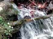 salva aggrappandosi ramo Salvo giovane finito torrente