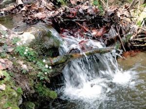 Si salva aggrappandosi ad un ramo Salvo il giovane finito in un torrente