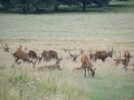 RICHMOND PARK