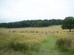 RICHMOND PARK