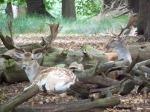 RICHMOND PARK