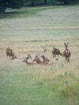 RICHMOND PARK