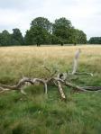 RICHMOND PARK