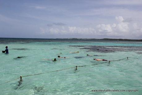 Caraibi day 11, Antigua: swimming with the stingrays