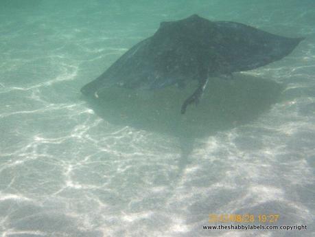 Caraibi day 11, Antigua: swimming with the stingrays