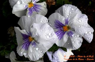 La natura dal punto di vista di Antonio Uridales